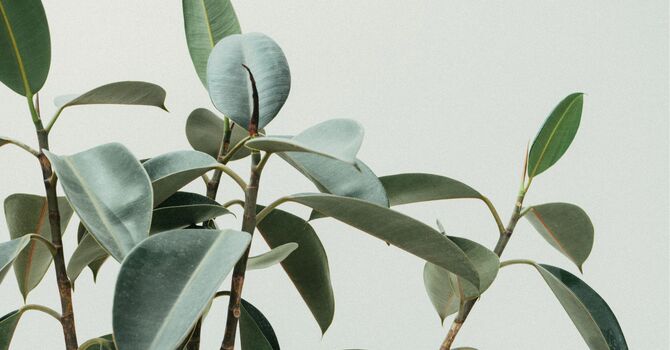 Biofeedback and Quantum Therapy